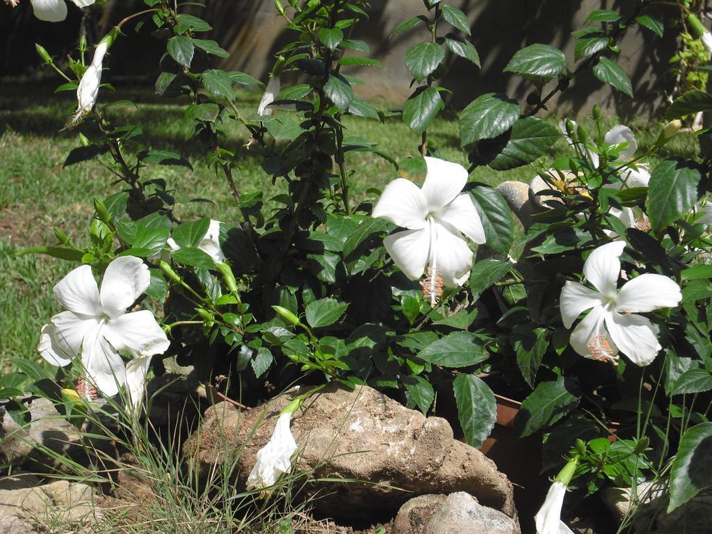 B&B Hibiscus 卡波特拉 外观 照片