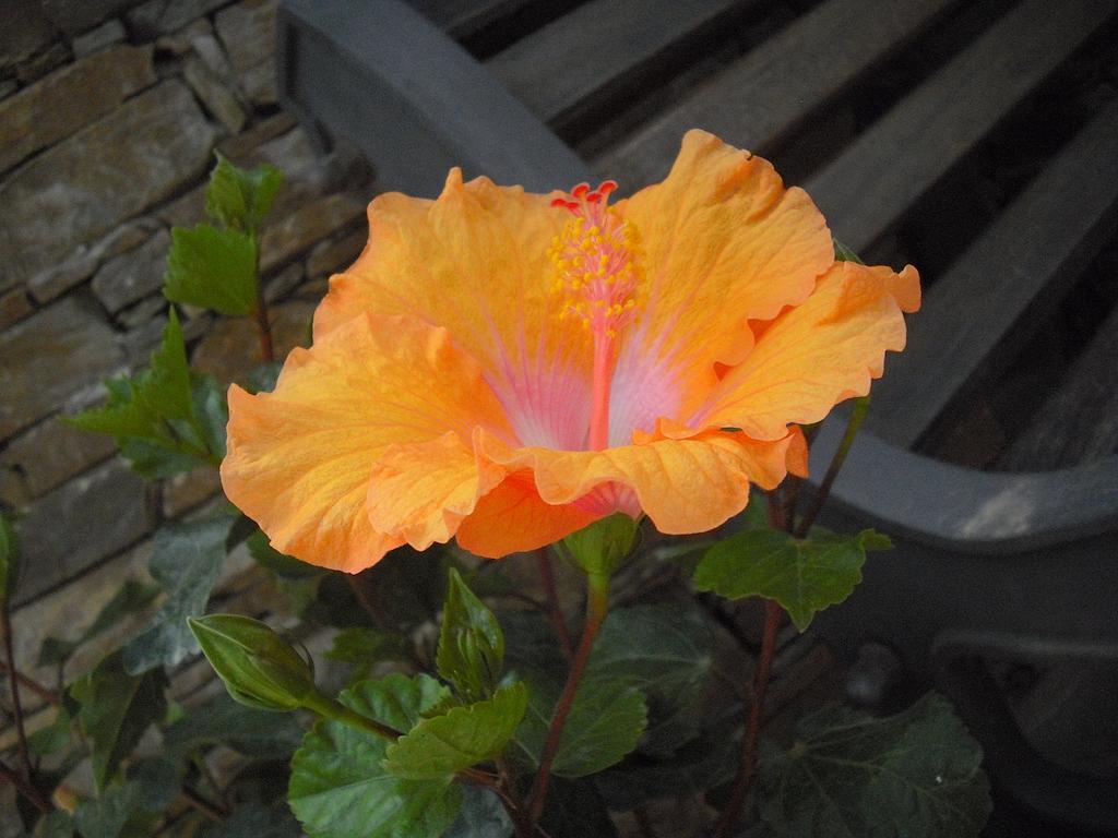 B&B Hibiscus 卡波特拉 外观 照片