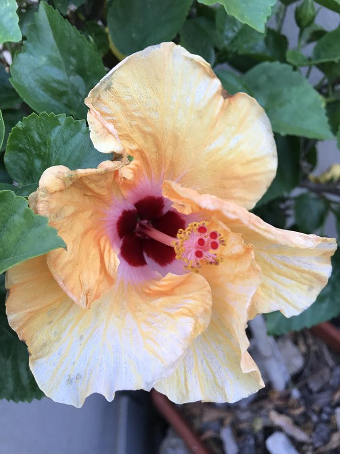 B&B Hibiscus 卡波特拉 外观 照片