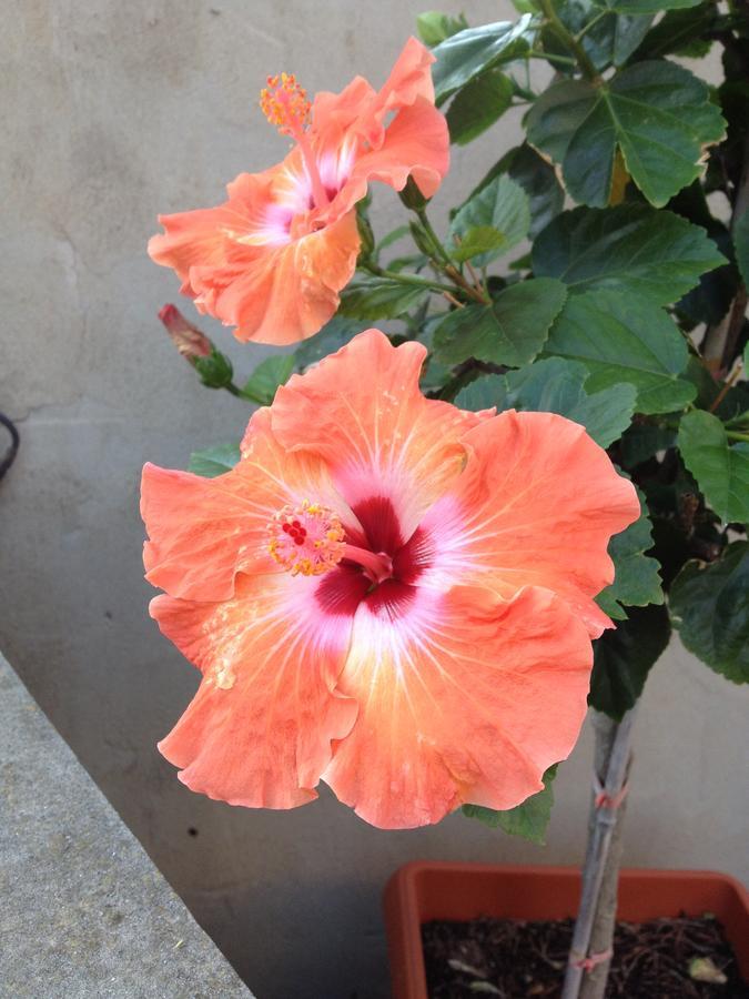 B&B Hibiscus 卡波特拉 外观 照片